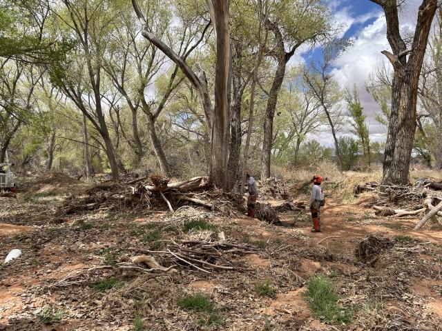 Two men evaluate the understory below tall cottonwood trees.